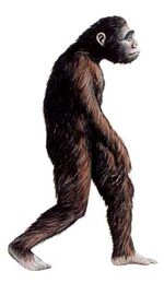 Australopithecus.jpg