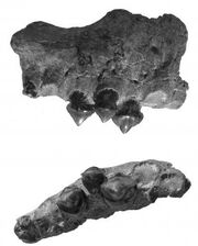 Megapiranha bones