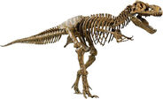 Tyrannosaurus-rex-skeleton-model 635