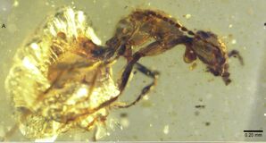 Zigrasimecia in amber