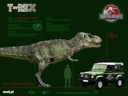 t.rex size