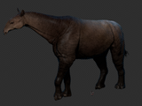 Paraceratherium