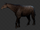 Paraceratherium