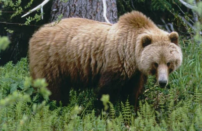 Grizzly Bear Prehistoric Monsters Wiki Fandom
