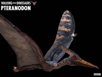 Pterandon