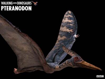 Pteranodon, Dinosaur Wiki