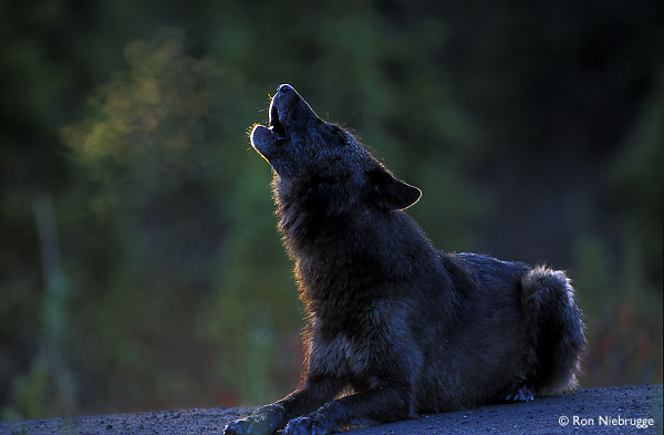 black wolf lying down