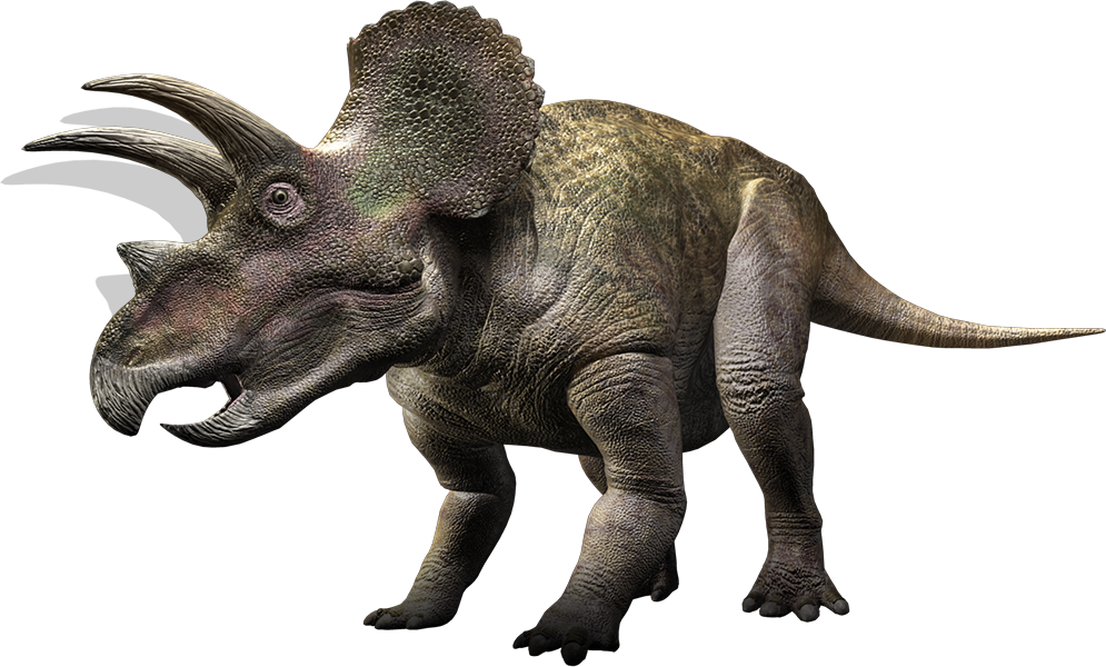 Triceratops | Prehistoric Monsters Wiki | Fandom