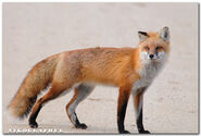 Red Fox