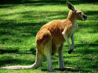 Kangaroo1