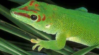 Giant Day Gecko Bill Love-tp jpg 610x343 crop upscale q85