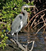 Great Blue Heron-0