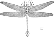 Reconstruction-of-a-Namurotypus-male-drawing-by-G-Bechly-based-on-a-drawing-of-W