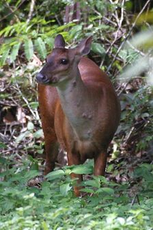 Red Brocket