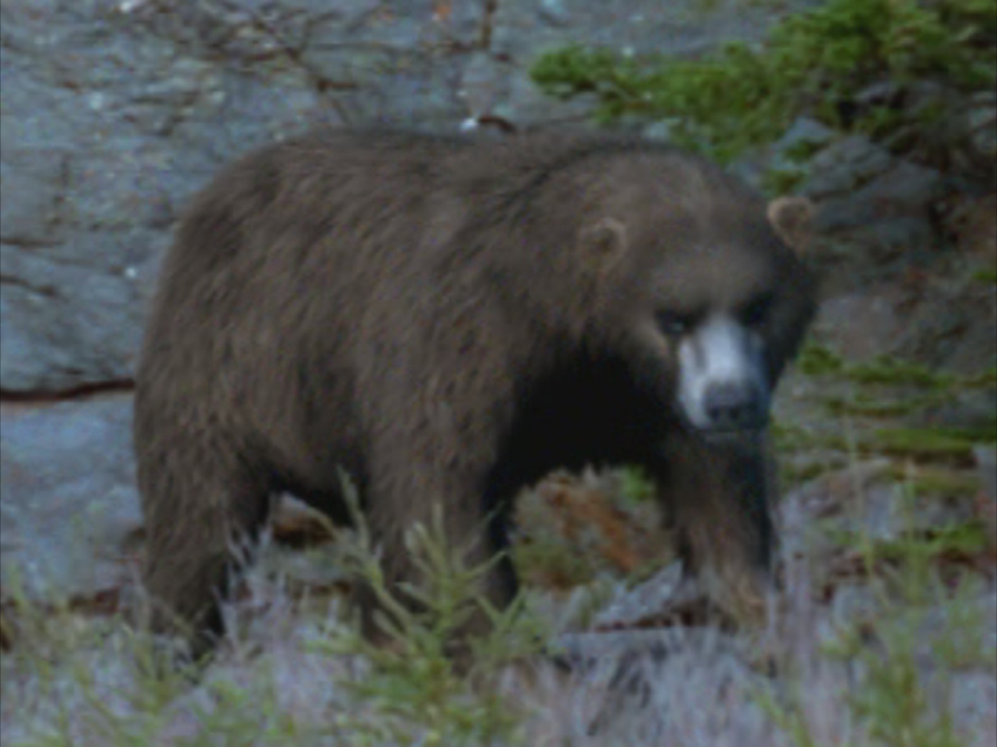 prehistoric cave bears