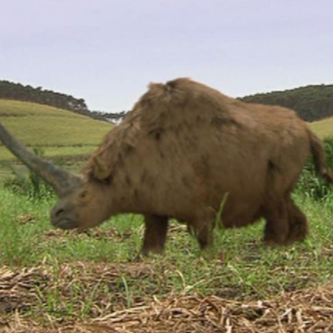 elasmotherium prehistoric park