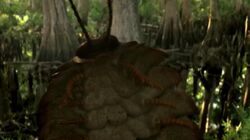 PP Arthropleura