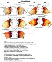 Ant mandibles reference image