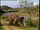 Triceratops