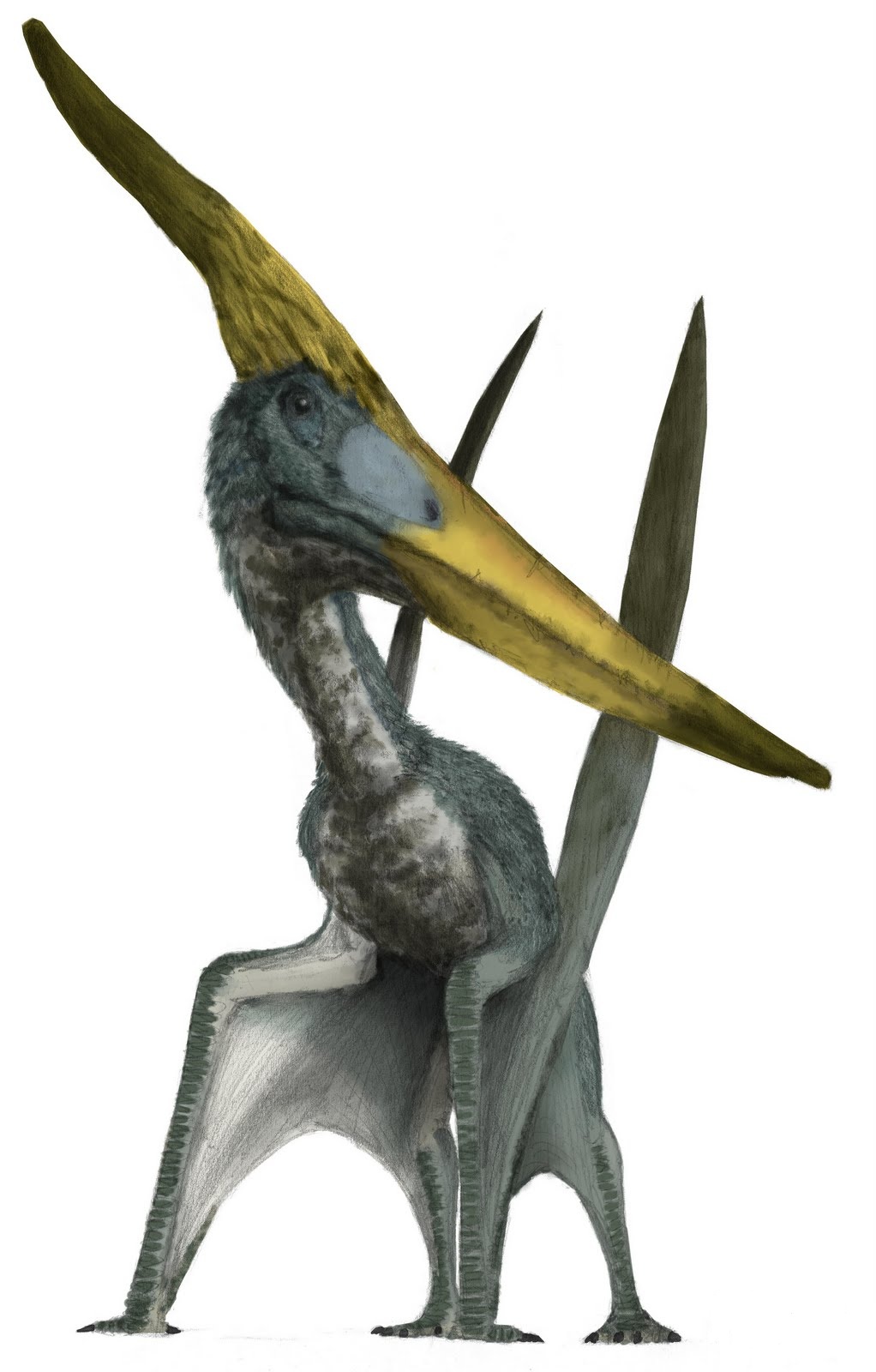 Птеранадон. Птеранодон. Птеранодон лонгицепс. Птерозавры Юрского периода. Птерозавр Птеранодон.