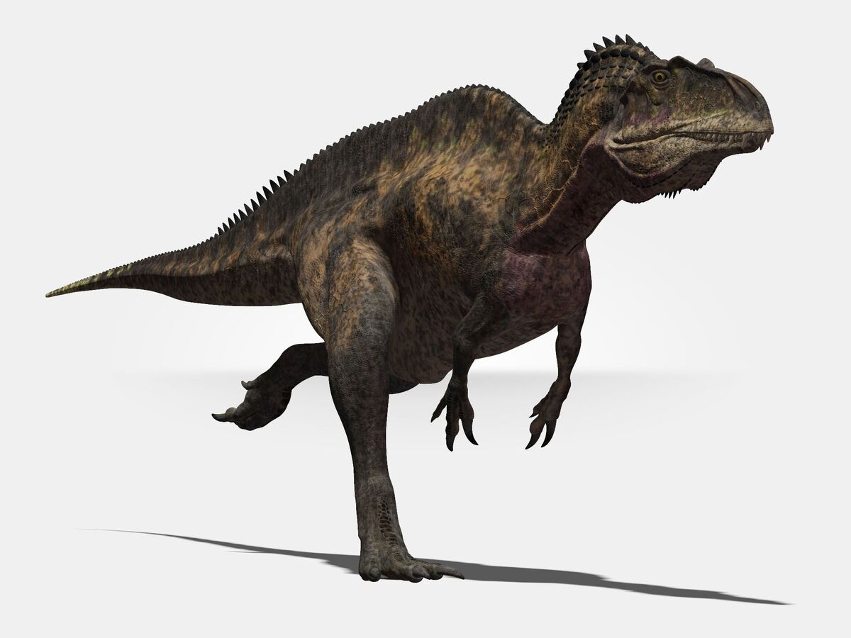 Заурофаганакс. Акрокантозавр. Acrocanthosaurus Atokensis. Динозавр Acrocanthosaurus. Заурофаганакс динозавр.