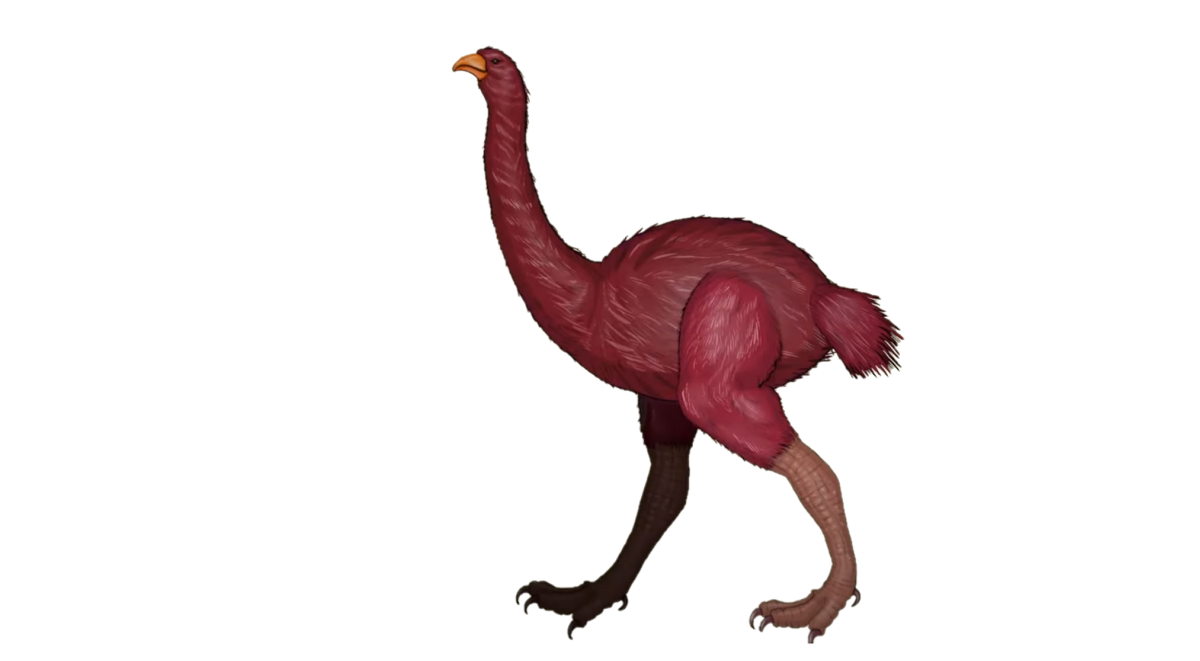 Dinornithiformes | PrehistoricPokemon Wiki | Fandom