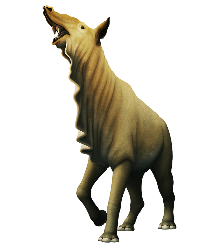 Xenorhinotherium PrehistoricPokemon Wiki Fandom