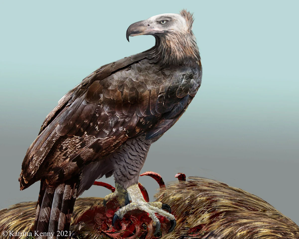 Haast's eagle Paleo Media Wiki Fandom