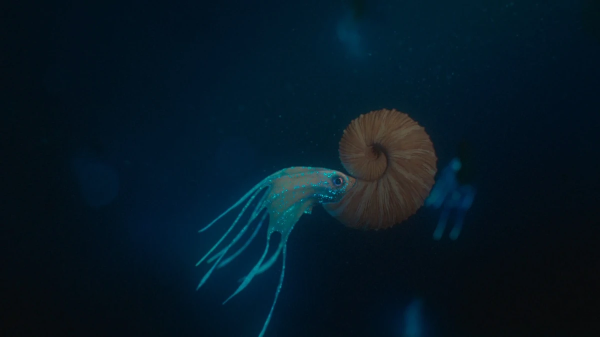 Scaphites Paleo Media Wiki Fandom Scaphites Paleo Media Wiki Fandom