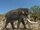 Southern Mammoth