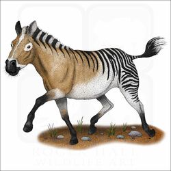 ZebraHomeus