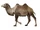 Camelus