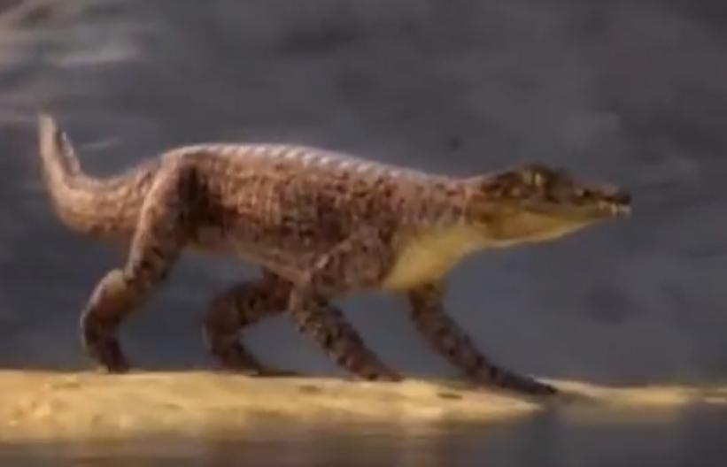Araripesuchus wegeneri (Dog Croc)
