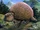 Glyptodon