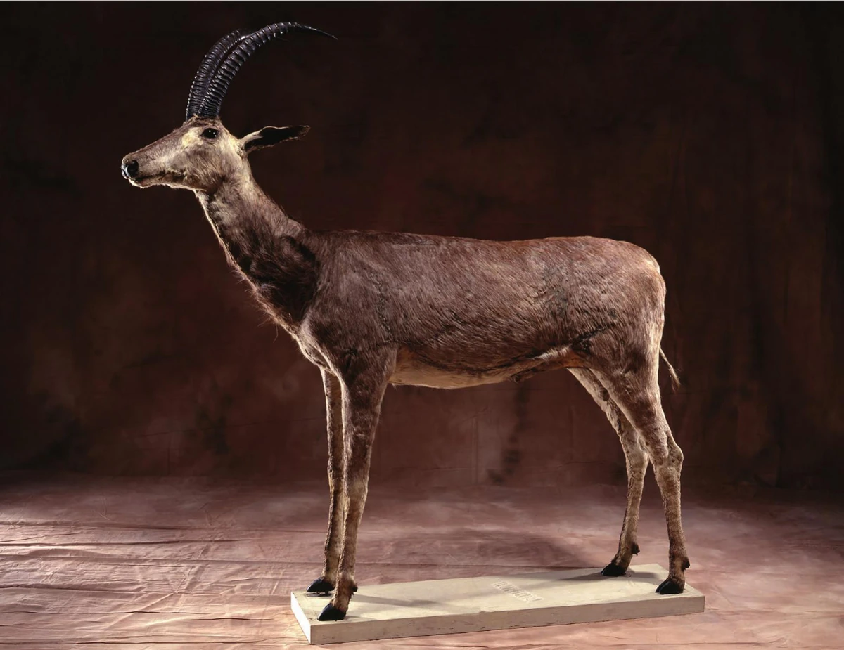 Bluebuck Paleo Media Wiki Fandom