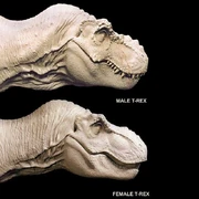Visible Sexual Dimorphism between the male and female Tyrannosaurus