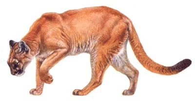 Puma, Wiki Mundo Animal