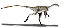 Coelurus placeholder photo