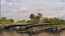 A herd of Apatosaurus moving through the area