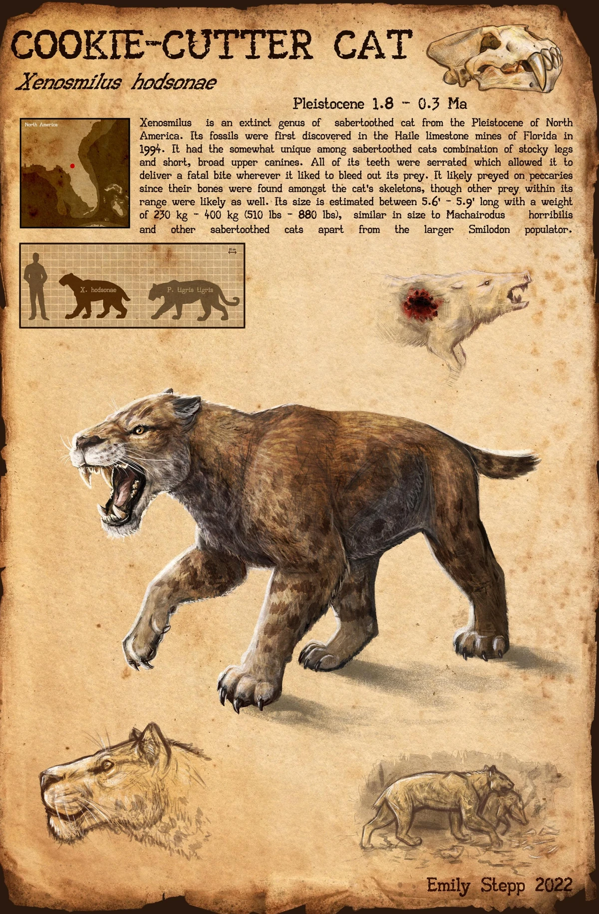 Xenosmilus Paleo Media Wiki Fandom Xenosmilus Paleo Media Wiki Fandom