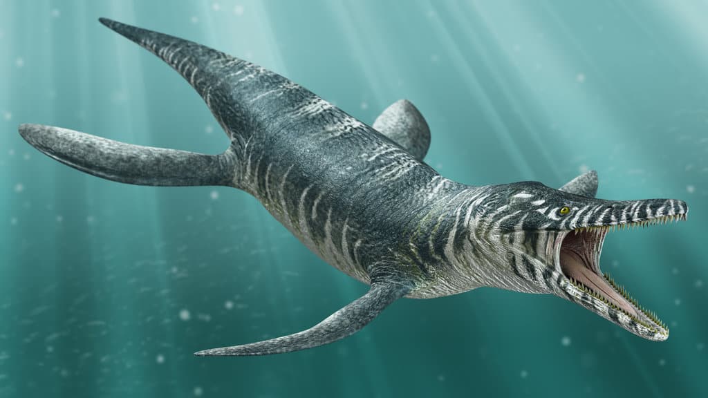 Kronosaurus queenslandicus | Paleo Media Wiki | Fandom