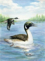 Reconstruction of Gansus yumenensis