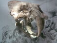 Smilodon fatalis