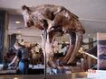 Smilodon fatalis