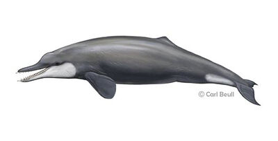 Cetacean family tree waipatia maerewhenua