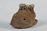 Fragmento de mandíbula inferior de Meganthropus.