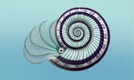 Perisphinctes