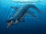 Cynthiacetus