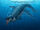 Cynthiacetus