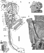 Diagrama del esqueleto parcial (UFRGS PV0725T) de Guaibasaurus candelariensis, fosilizado en lo que se interpreta como una posición de descanso (Agnolin & Martinelli 2012).